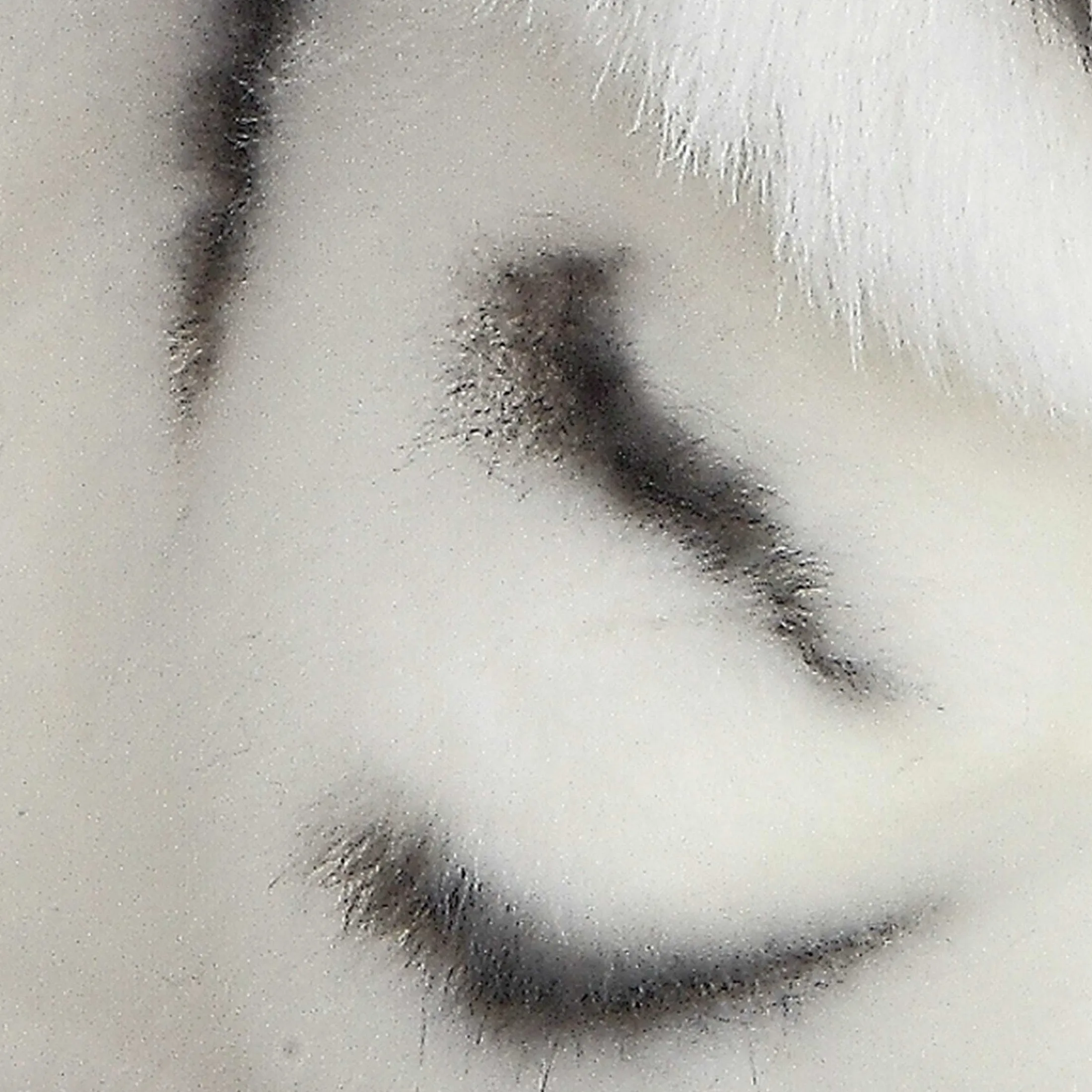 Aurora® - Miyoni® - White Tiger
